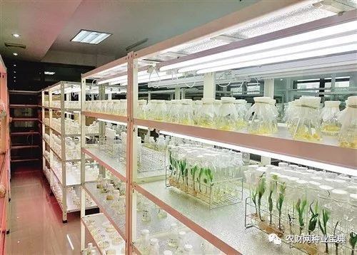 种业振兴行动深入推进 生物育种产业化应用稳步扩面